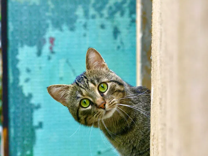 Lake Mead Pet Hospital Picture 7