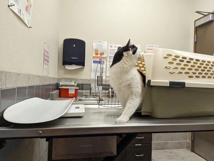 Cadence Animal Hospital Picture 6
