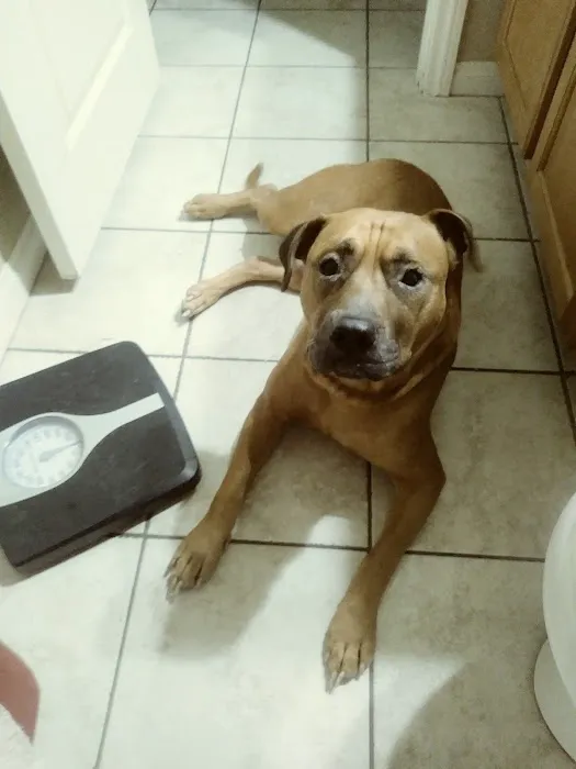 Cadence Animal Hospital Picture 10
