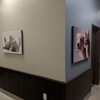 Cadence Animal Hospital ico