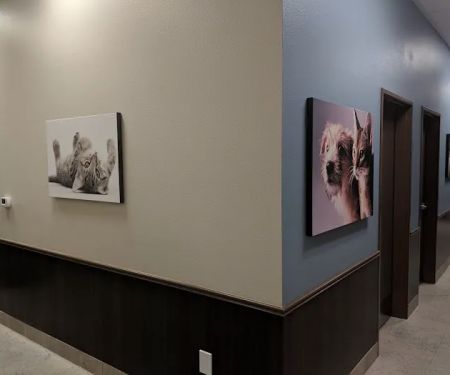 Cadence Animal Hospital