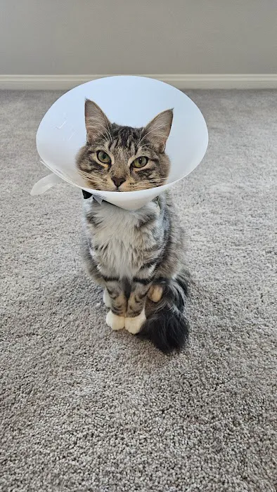 Cadence Animal Hospital Picture 3