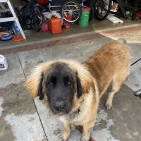Canyon Ridge Animal Hospital ico