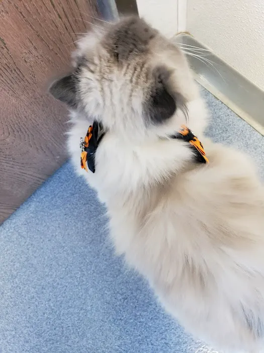 VCA Black Mountain Animal Hospital Picture 5
