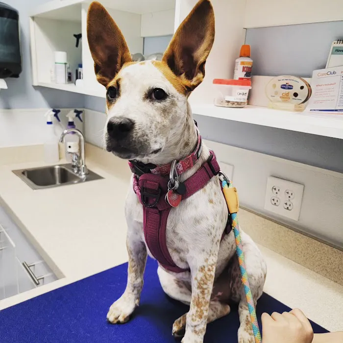 VCA Black Mountain Animal Hospital Picture 9