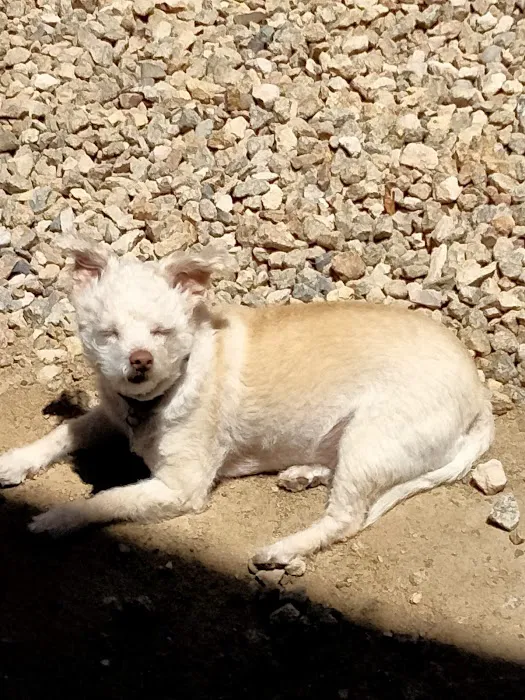 Magnolia Pet Wellness Center Picture 2