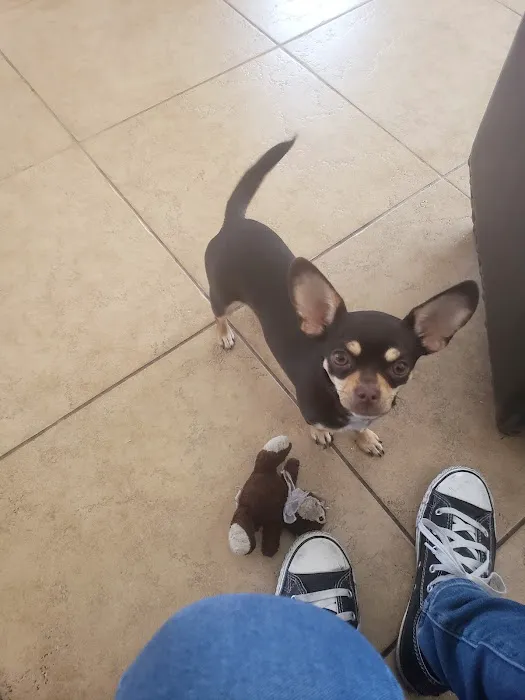 Magnolia Pet Wellness Center Picture 1