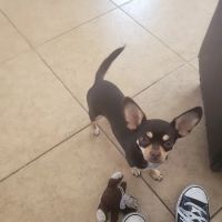 Magnolia Pet Wellness Center ico