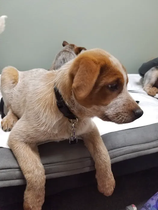 Magnolia Pet Wellness Center Picture 4