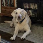 Banfield Pet Hospital