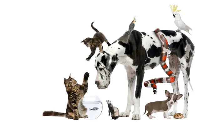 Country Chase Veterinary Hospital Picture 6