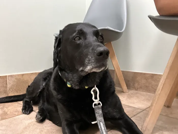 Country Chase Veterinary Hospital Picture 3