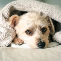 Country Chase Veterinary Hospital ico