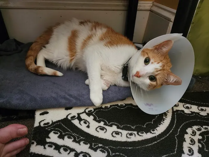Harmony Vet Care of Oldsmar Picture 5