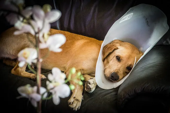Harmony Vet Care of Oldsmar Picture 1