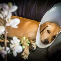 Harmony Vet Care of Oldsmar ico