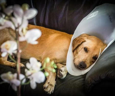 Harmony Vet Care of Oldsmar