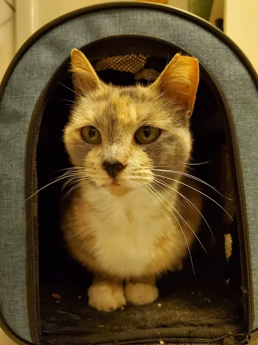 Harmony Vet Care of Oldsmar Picture 3