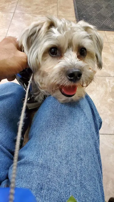 Harmony Vet Care of Oldsmar Picture 9