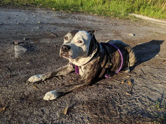 Harmony Vet Care of Oldsmar Picture 8