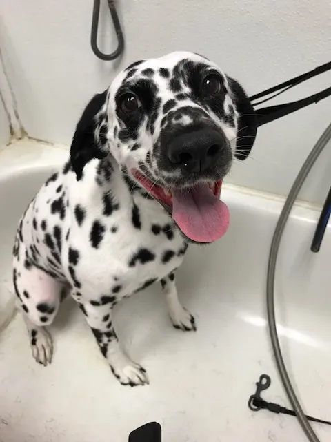 Lakeside Animal Hospital Picture 7