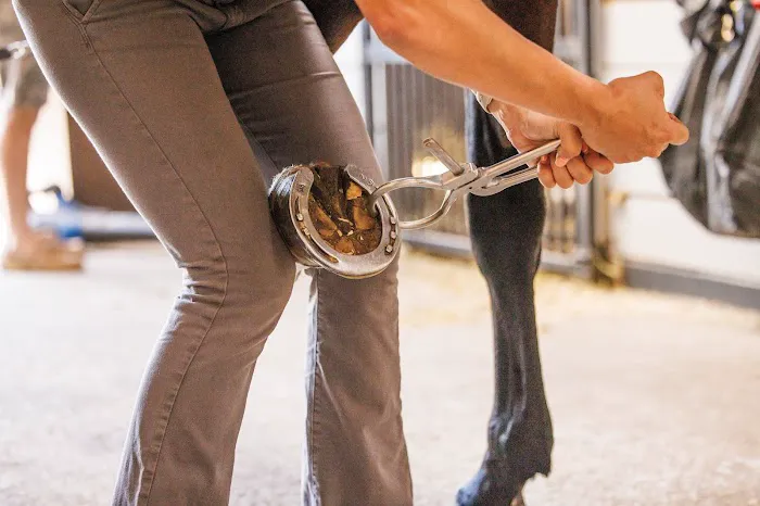 Sun Coast Equine Veterinary Care Picture 5