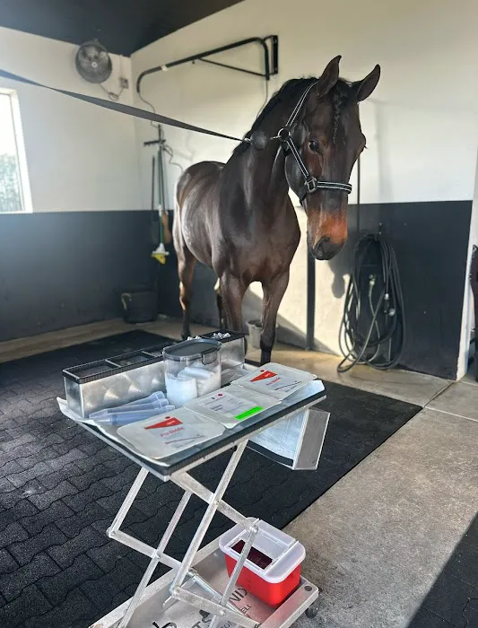 Sun Coast Equine Veterinary Care Picture 4