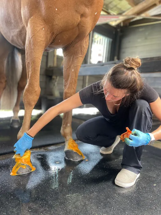Sun Coast Equine Veterinary Care Picture 1