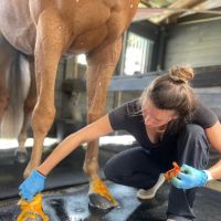 Sun Coast Equine Veterinary Care ico