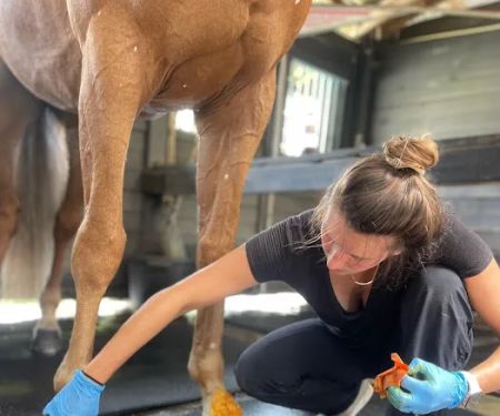 Sun Coast Equine Veterinary Care