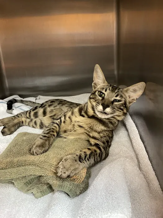 Van Dyke Animal Clinic - Veterinarian Picture 8