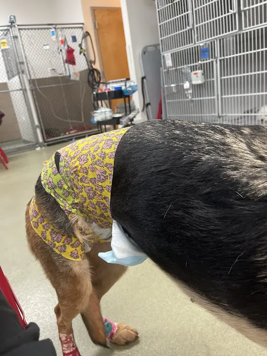 Van Dyke Animal Clinic - Veterinarian Picture 9