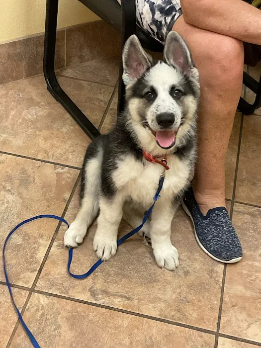 Van Dyke Animal Clinic - Veterinarian Picture 5