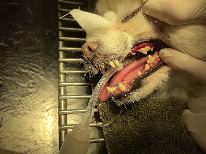 Van Dyke Animal Clinic - Veterinarian Picture 2