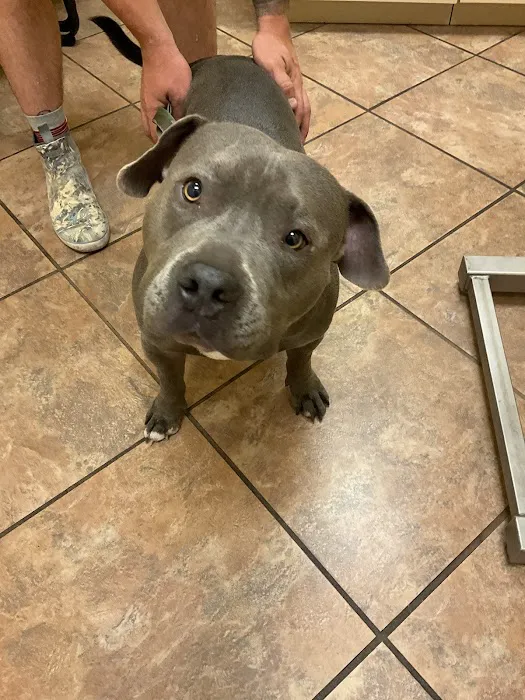 Van Dyke Animal Clinic - Veterinarian Picture 6
