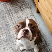 Woodlands Animal Hospital ico