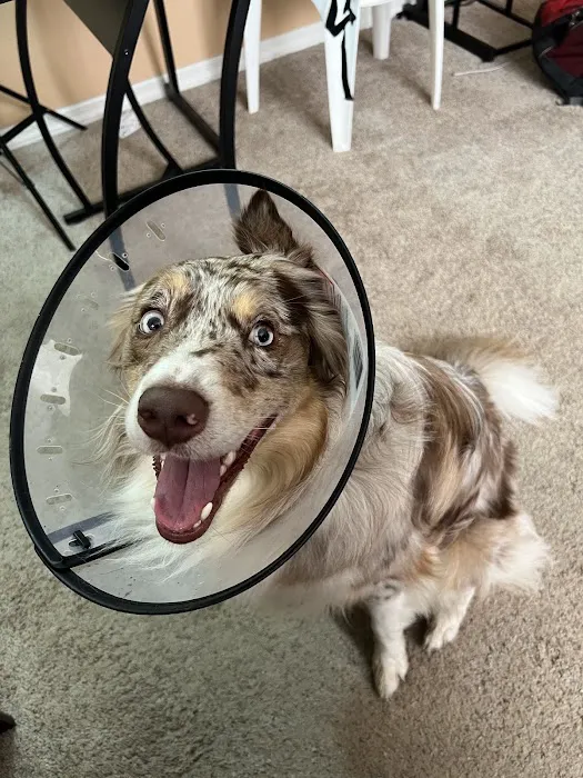 Woodlands Animal Hospital Picture 10