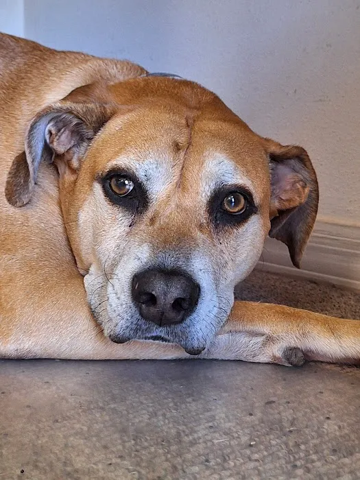 Woodlands Animal Hospital Picture 8