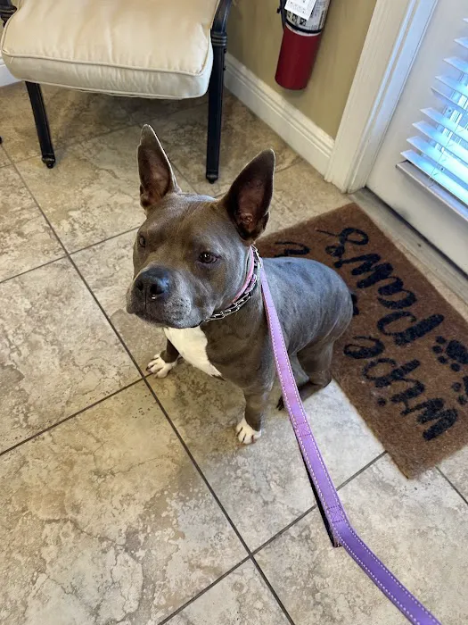Pet Dentist At Tampa Bay Picture 1