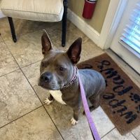 Pet Dentist At Tampa Bay ico