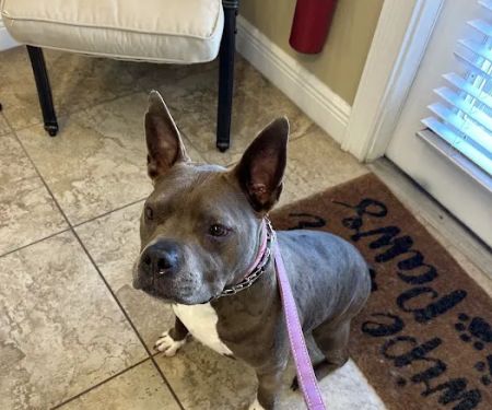 Pet Dentist At Tampa Bay