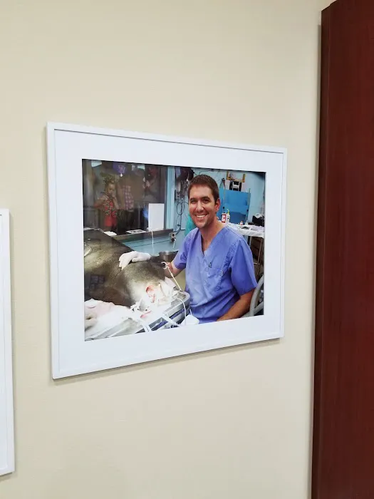 Pet Dentist At Tampa Bay Picture 10