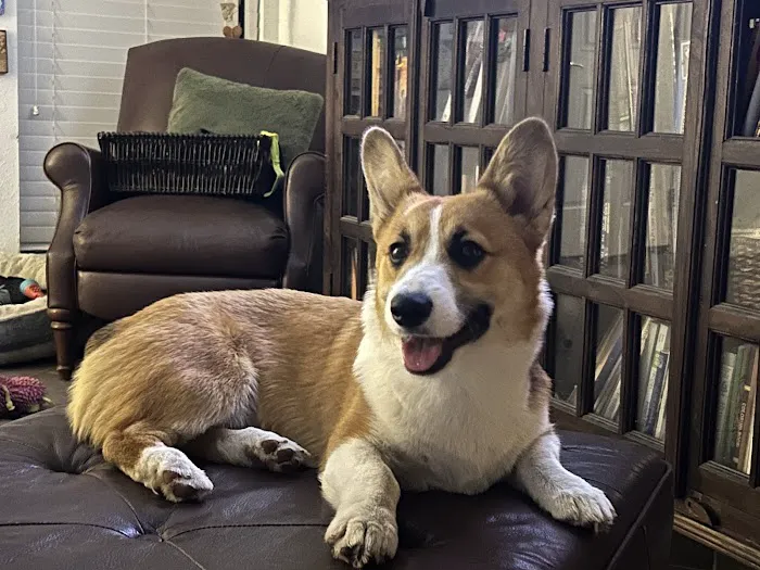 GentleCare Pet Hospital Picture 10