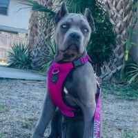 GentleCare Pet Hospital ico