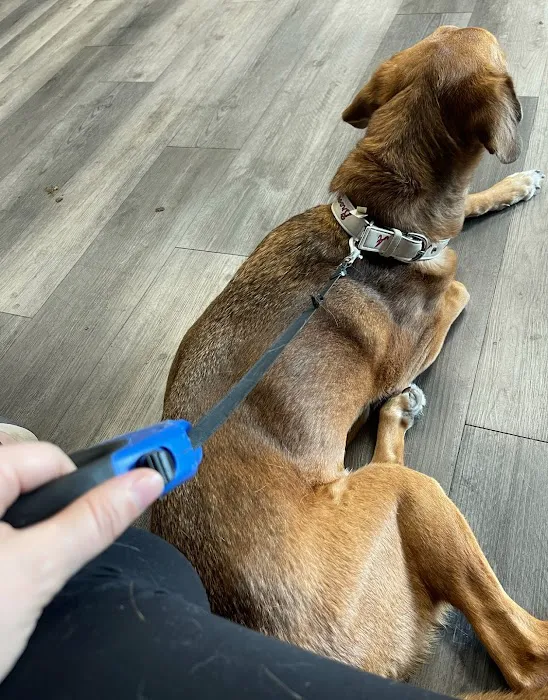 GentleCare Pet Hospital Picture 4