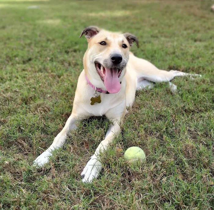 GentleCare Pet Hospital Picture 5