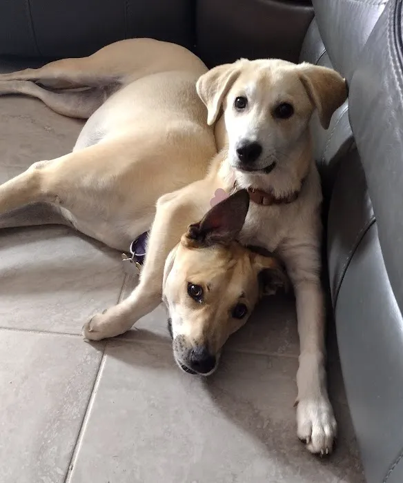 GentleCare Pet Hospital Picture 3