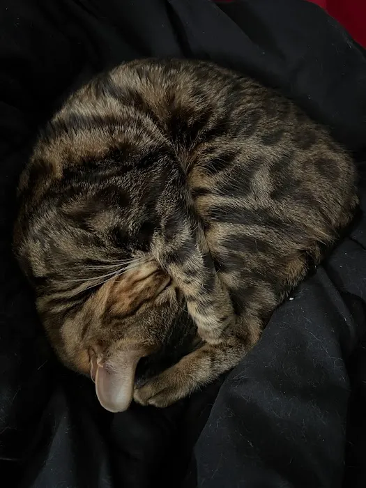 Imaginique Bengals Picture 5