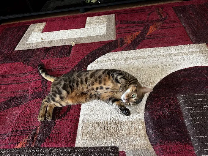Imaginique Bengals Picture 7