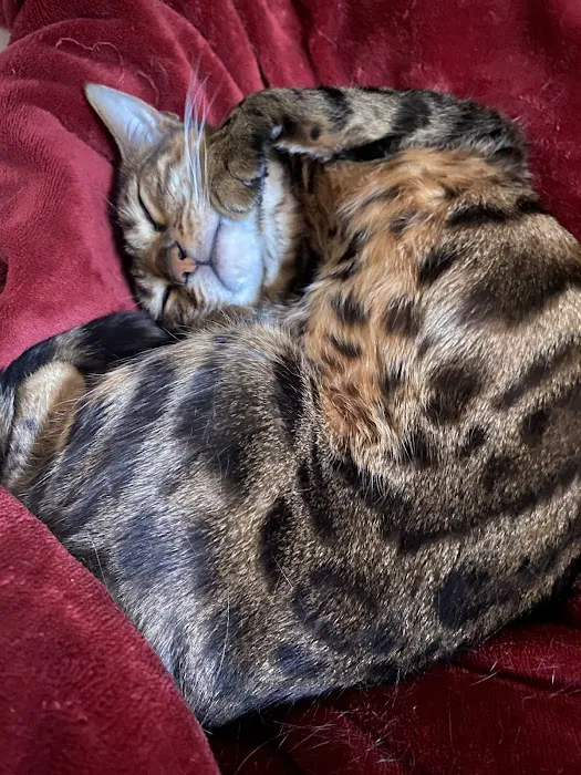 Imaginique Bengals Picture 3